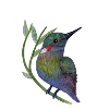 Bunter Kolibri auf Blattzweig