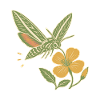 Liner Hawkmoth & Evening Primrose