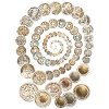 Coin Collector Numismatics Coin Collecting