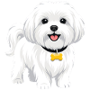 Maltese
