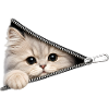 Cute Kitten Zipper Cat
