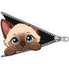 Cute Kitten Zipper Cat