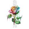 Failure Teaches Success Rainbow Rose