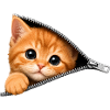 Cute Kitten Zipper Cat