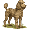 Large Poodle