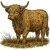 Highland-Rind
