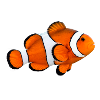 Clownfisch