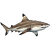 requin_pointe_noir