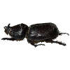 Nashornkäfer