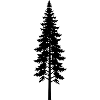 Thin Pine Tree