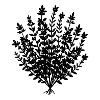 Thymian