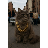 Gangsta Cat
