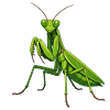 mantis