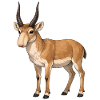 Antilope Saïga