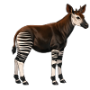 Okapi