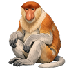 Proboscis monkey
