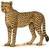 Gepard