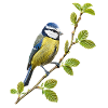 Bleu