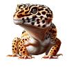 Leopardgecko
