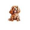 Cocker Spaniel Therapy
