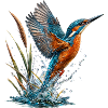 Emerald kingfisher in gushing