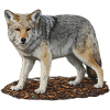 Wolf Guard on Rocks