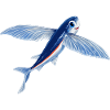Poisson volant en orange bleu