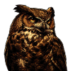 Wächter Eule