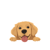 Easily distracted by Dogs