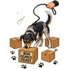 BOX SEARCH READY Dog