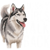 Husky-Mädchen antworten lustiger Husky-Hund