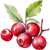 Cranberry Costume Carnival Red Cranberries