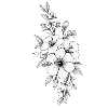 Blackwhite flowers on transparent background