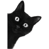 Googly-eyed black cat