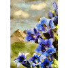 Enzian_DAP_Beliard_8