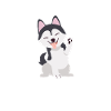 Husky Therapy Dog