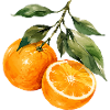 Orangen Aquarell Obstzweig