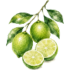 Limetten Aquarell Frische