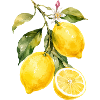 Motif aquarelle citron