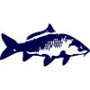 Carp silhouette in deep blue
