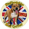 Red Staffie auf englischer Flagge – 014