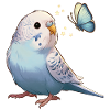 Wellensittich mit Schmetterling