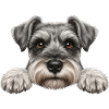Spickender Schnauzer Neugieriges Barthundegesicht