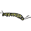 Striped Yellow Caterpillar