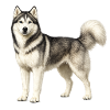 Husky portrait in the fog