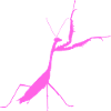 Praying mantis pink