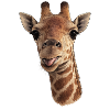 Giraffe head with tongue - close-up