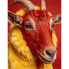 Red goat with yellow fur