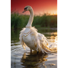 Pearl Swan in Sunset
