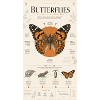 Butterfly Art Poster Nature Cycle